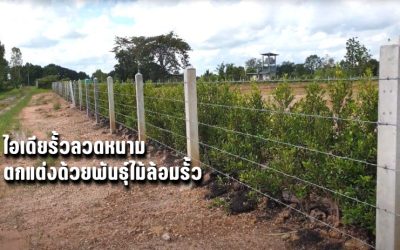 ไอเดียรั้วลวดหนาม ตกแต่งด้วยพันธุ์ไม้ล้อมรั้ว