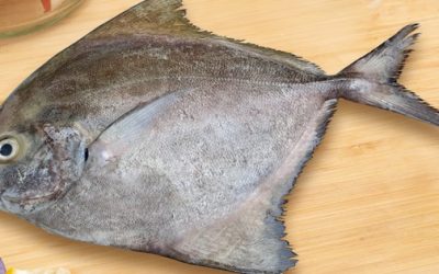 ปลาน้ำลึกสายพันธุ์จะระเม็ดซึ่งจะมีราคาแพง