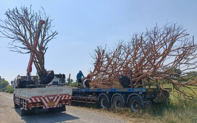 รับจ้างขนของกรุงเทพ: ทางเลือกที่ตอบโจทย์คนเมืองยุคเร่งรีบ