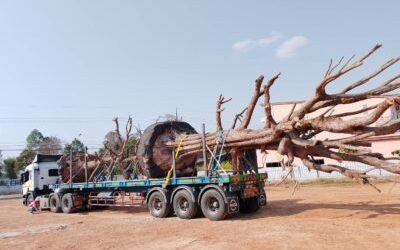 บริการรถเทรลเลอร์กรุงเทพ ทางเลือกสำคัญสำหรับการขนส่งสินค้าขนาดใหญ่ในยุคธุรกิจแข่งขันสูง