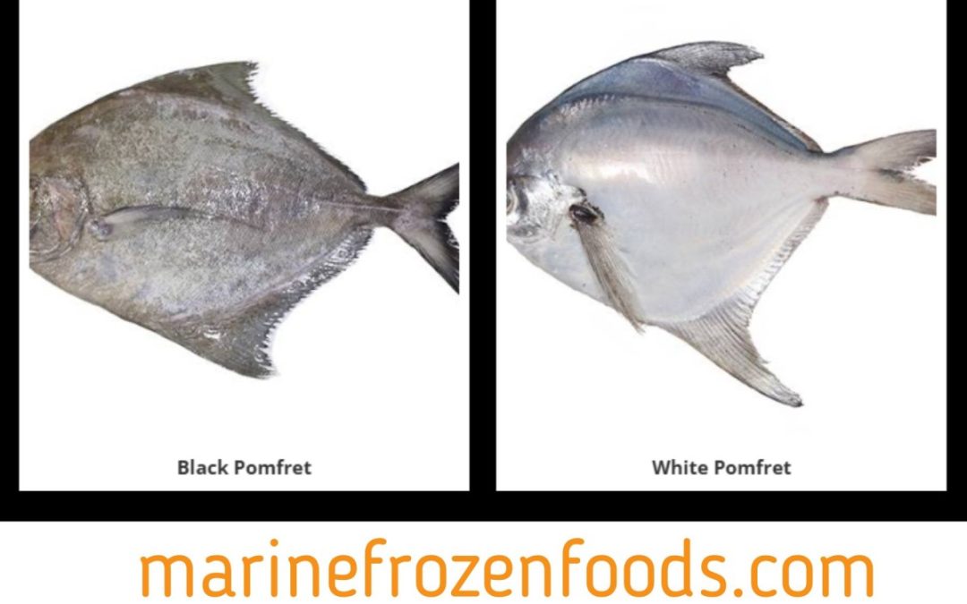 Wholesale Frozen Tilapia 154588522